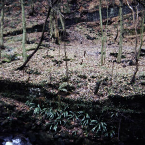 Colden Valley?