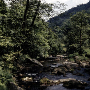Hardcastle Crags. In the wood. 19th June 1959