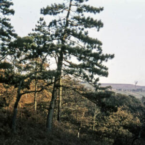 Hardcastle Crags. Woods. Nov 1959