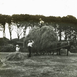 Leading Hay. Horse and cart