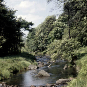 In Hardcastle Wood near Overwood, 21st June 1959