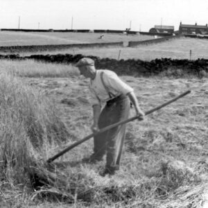 Mowing with Scythe, Sands Farm, Sowerby
