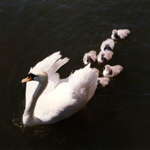 The Swan and Cygnets
